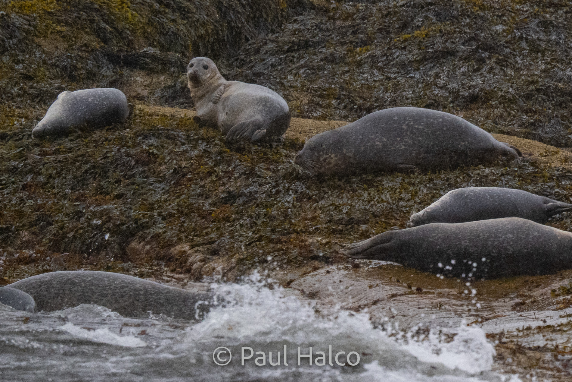 Paul Halco-Acadia NP-29